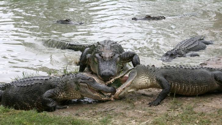 যানজটে বিরক্ত হয়ে কুমিরে ভরা নদীতে ঝাঁপ