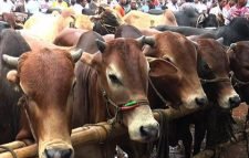 করোনার সংক্রমণ রোধে কুরবানির পশুর হাট বন্ধের প্রস্তাব