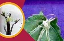 মৌলভীবাজারে নারী মুখের আকৃতির মাকড়সা!