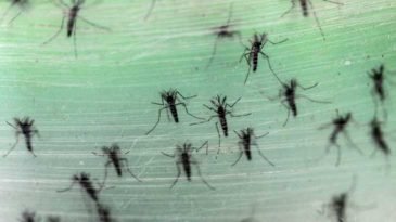 ভারতে জিকাভাইরাস সংক্রমণ, সতর্কতা জারি রাজ্য সরকারের