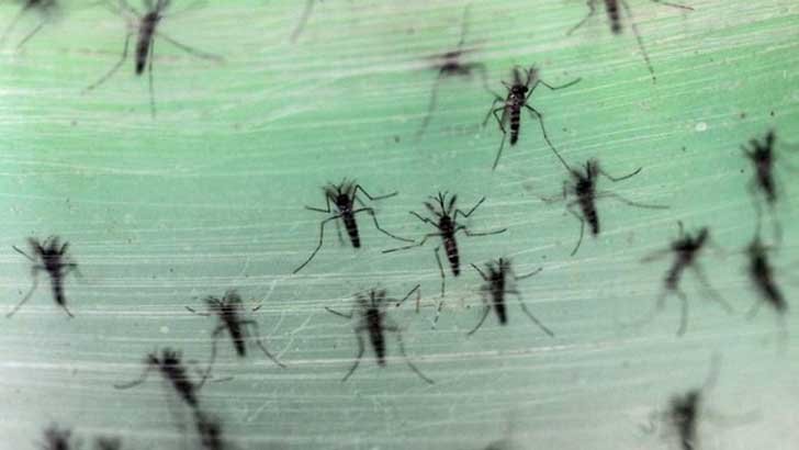 ভারতে জিকাভাইরাস সংক্রমণ, সতর্কতা জারি রাজ্য সরকারের