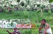 দূর্বৃত্তদের হামলায় মৌলভীবাজারে কৃষকের লক্ষাধিক টাকার লাউগাছের ক্ষয়ক্ষতি