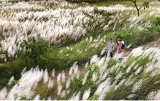 শরৎকালে কাশফুলের মুগ্ধতায় প্রকৃতি হাসে