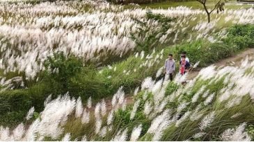 শরৎকালে কাশফুলের মুগ্ধতায় প্রকৃতি হাসে