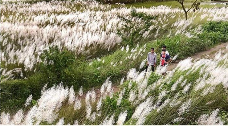 শরৎকালে কাশফুলের মুগ্ধতায় প্রকৃতি হাসে