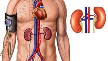 আপনার কিডনী সুস্থ রাখতে যা যা করণীয়