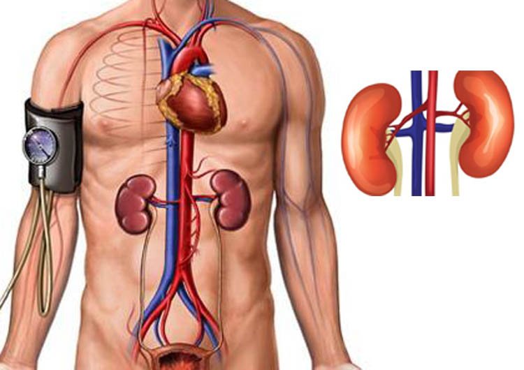 আপনার কিডনী সুস্থ রাখতে যা যা করণীয়