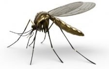 মশায় অতিষ্ঠ শায়েস্তাগঞ্জ পৌরবাসী, ডেঙ্গুর শঙ্কা