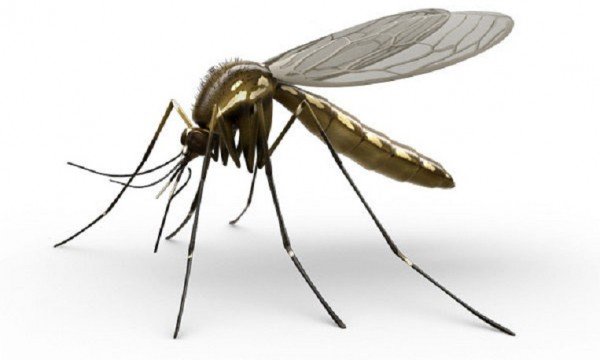 মশায় অতিষ্ঠ শায়েস্তাগঞ্জ পৌরবাসী, ডেঙ্গুর শঙ্কা