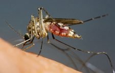 যুক্তরাষ্ট্রে ওয়েস্ট নাইল ভাইরাস আতঙ্ক, নেই প্রতিকার