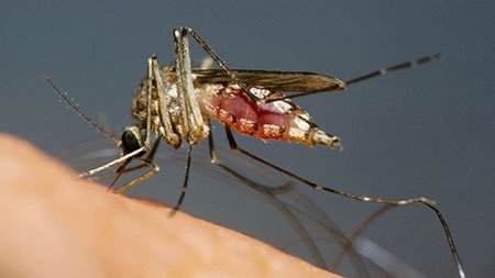 যুক্তরাষ্ট্রে ওয়েস্ট নাইল ভাইরাস আতঙ্ক, নেই প্রতিকার