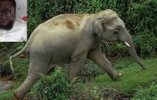 বন্যহাতির আক্রমণে মসজিদের ইমাম আহত