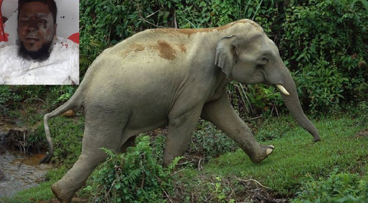 বন্যহাতির আক্রমণে মসজিদের ইমাম আহত
