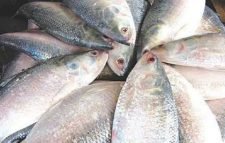 শেষ মুহূর্তে বাড়ছে ইলিশের দাম