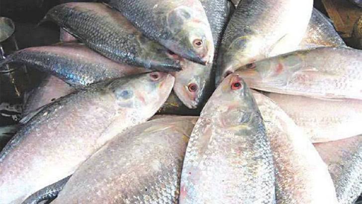 শেষ মুহূর্তে বাড়ছে ইলিশের দাম