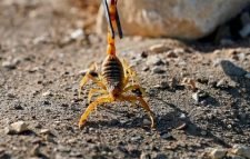 মিশরে বিছার কামড়ে তিনজনের মৃত্যু