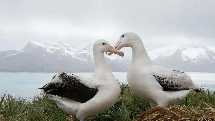 হাজার হাজার পাখির ‘ডিভোর্স’!