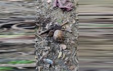 পরিত্যক্ত পুকুর পাড়ে মানুষের কঙ্কাল