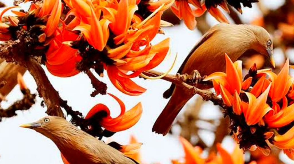 ফুল ফুটুক আর নাই ফুটুক/আজ বসন্ত…