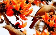 ফুল ফুটুক আর নাই ফুটুক/আজ বসন্ত…