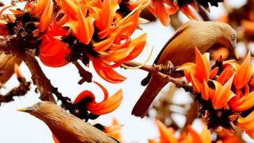 ফুল ফুটুক আর নাই ফুটুক/আজ বসন্ত…