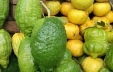 ১৫ বছর ধরে বন্ধ সিলেট থেকে সাইট্রাস গোত্রের ফল রফতানি