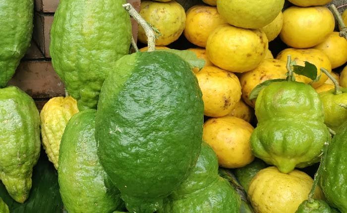 ১৫ বছর ধরে বন্ধ সিলেট থেকে সাইট্রাস গোত্রের ফল রফতানি