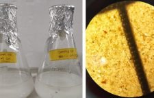 খাবার লবণে ‘মাইক্রো প্লাস্টিক’ পেলেন শাবির গবেষকরা