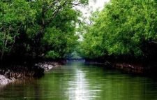 বন দিবস আজ