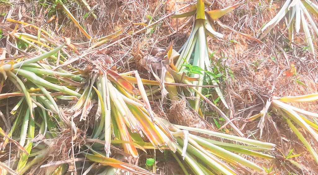 জোরপূর্বক বাগান দখলের চেষ্টা : ব্রিটিশ নাগরিকের কাছে ১০ লক্ষ টাকা চাঁদা দাবি