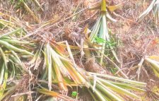 জোরপূর্বক বাগান দখলের চেষ্টা : ব্রিটিশ নাগরিকের কাছে ১০ লক্ষ টাকা চাঁদা দাবি