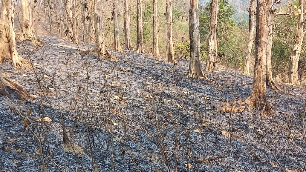 পুড়ে ছাই লাঠিটিলা সংরক্ষিত বন, জানে না বনবিভাগ