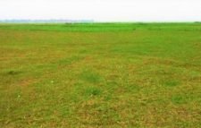 জমির প্রায় ৪০ শতাংশই পড়ে আছে পতিত