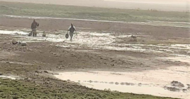 হাকালুকি হাওরের অভয়াশ্রম ও ইজারাকৃত মৎস্য বিল শুকিয়ে মাছ আহরণ