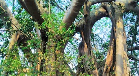 দাড়িয়ে আছে কয়েক শতবর্ষী একটি বটবৃক্ষ: বটবৃক্ষটির প্রাকৃতিক ভাবে জন্মেছে