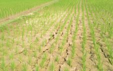 ১২০০ হেক্টর বোরো ধানের জমির তলা ফেটে রোপণকৃত চারা নষ্ট: দুঃশ্চিন্তায় দিন কাটাচ্ছেন কৃষকেরা