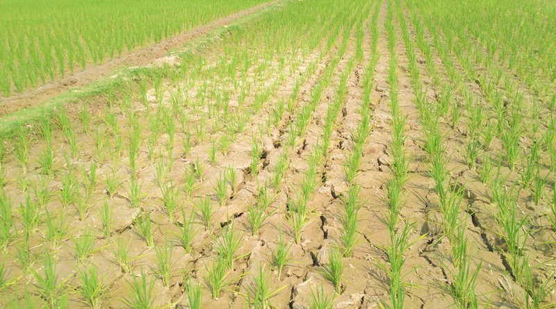 ১২০০ হেক্টর বোরো ধানের জমির তলা ফেটে রোপণকৃত চারা নষ্ট: দুঃশ্চিন্তায় দিন কাটাচ্ছেন কৃষকেরা