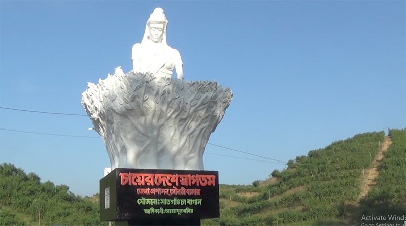 কমলগঞ্জে দলই চা বাগানে চা পাতা চয়ন শুরু