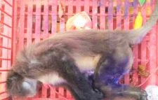 বন্য প্রাণী হনুমানের মৃত্যু