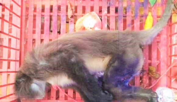 বন্য প্রাণী হনুমানের মৃত্যু