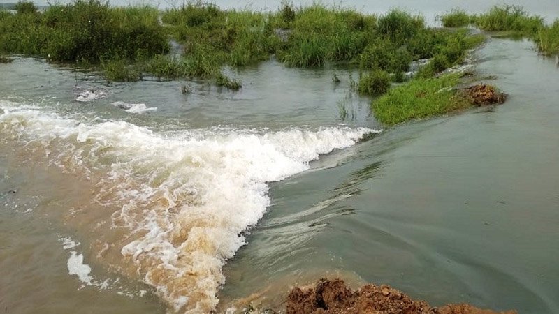 হাওরে ফের ঢলের শঙ্কা, বাড়বে ফসল নিয়ে ঝুঁকি
