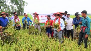  বোরো ধানের বাম্পার ফলন : হাওরে আনুষ্ঠানিক ভাবে ধান কর্তন শুরু
