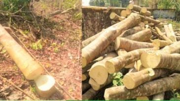 আগর গাছ পাচারকালে আটক ৩