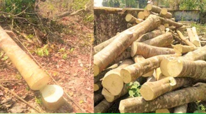 আগর গাছ পাচারকালে আটক ৩