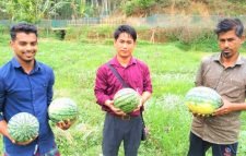 ইউটিউব দেখে হলুদ তরমুজ চাষে শখ জাগে খোর্শেদের  