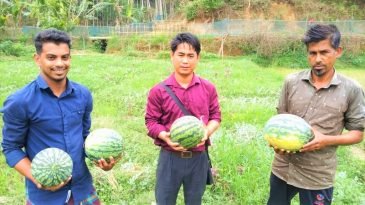 ইউটিউব দেখে হলুদ তরমুজ চাষে শখ জাগে খোর্শেদের  