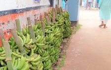 রমজান শুরুর পর কলার দাম আকাশছোঁয়া; রোজদারীরা দিশেহারা