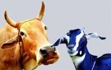 সিলেটে বাড়লো গরু-ছাগলের মাংসের দাম