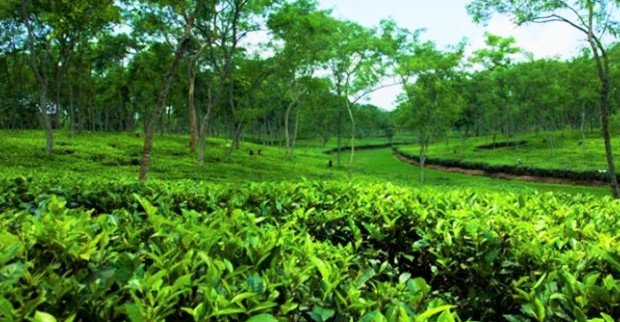 শমশেরনগর চা-বাগানের এক নারী শ্রমিকের মৃত্যু