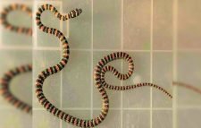 তিন দিনের চেষ্টায় পড়ল কাল নাগিনী সাপ